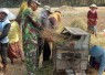 Bantu panen padi warga desa binaan