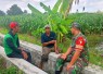 Pendampingan babinsa memberikan penyuluhan petani desa binaan