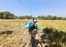 Angkat gabah petani wilayah desa binaan