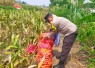 Panen jagung di wilayah desa binaan