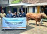 Grup MIND ID Salurkan 1.735 Hewan Kurban Dari Sumatra hingga Papua