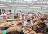 Holding Perkebunan Nusantara Perkuat Daya Saing Global, Tembakau Premium PTPN I Jadi Andalan Industri Cerutu Dunia