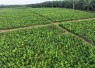 Holding Perkebunan Nusantara melalui PTPN IV PalmCo Akselerasi Peremajaan Sawit Petani di Riau Perkuat Implementasi Program B50
