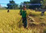 Yonarmed 12 Kostrad dan Warga Bersinergi Pos Silawan Laksanakan Panen Padi di Belu