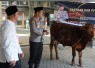 Kapolres Jombang Serahkan Sapi Kurban dari Kapolda Jatim untuk Dua Ponpes