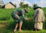 Babinsa Desa Segawe Dampingi Petani, Wujudkan Ketahanan Pangan di Wilayah Binaan