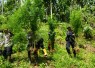 Sinergi Bea Cukai Aceh dan Aparat Penegak Hukum Ungkap Ladang Ganja Seluas 2 Hektare di Aceh Utara