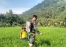 Babinsa Desa Tanggulturus Dampingi Petani Semprot Pestisida Cegah Wereng dan Tingkatkan Hasil Panen