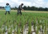 Bersihkan Gulma, Babinsa Desa Gamping Dorong Peningkatan Hasil Panen Petani Binaan