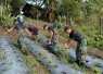 Semangat Ketahanan Pangan, Yonarmed 12 Kostrad Sukseskan Panen Lombok di Perbatasan RI-RDTL