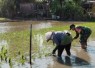 Serka Junaedi bantu tanam padi di wilayah desa binaan