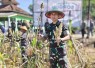 Dandim 0801/Pacitan Bersama Forkompinda Ikuti Panen Raya Sorgum