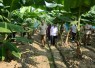 Menteri Transmigrasi M. Iftitah Sulaiman Suryanagara saat meninjau demplot pisang Edo Farm di Sentul, Jawa Barat