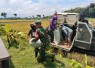 Babinsa Kedondong Dampingi Petani Saat Panen Padi