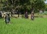 Personel Kodim 0801/Pacitan Bantu Petani Rawat Tanaman Padi