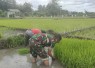 Babinsa Desa Kedungwilut Dampingi Petani Ndaut, Dukung Penguatan Ketahanan Pangan