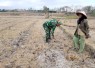 Babinsa Desa Panggunghuni Dampingi Petani Bersihkan Lahan Jagung, Dukung Ketahanan Pangan