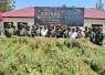 TNI Bersihkan Ladang Ganja di Yahukimo, 21.400 Batang Diamankan