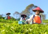 Produk PTPN I Masuk Gerai Legendaris Twinings London