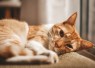 Ringworm pada Kucing, Penyebab Gejala dan Cara Mengatasinya