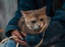 Usia Kucing dalam Umur Manusia