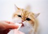 Vitamin Kucing untuk Menjaga Kesehatan Kulit dan Bulu